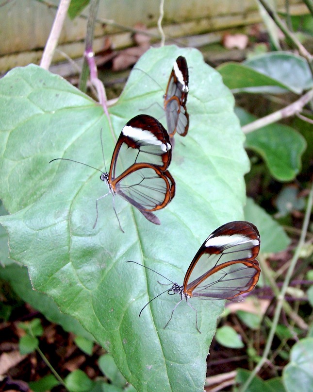 glasswing